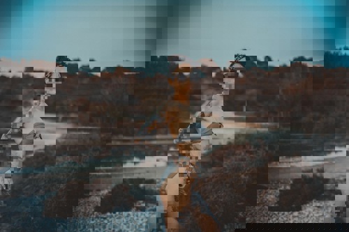 Viola1 - +491775827005, +49177-5827005, 0177-5827005