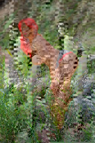 Sylwia15 - +4915215083829, +491521-5083829, 01521-5083829