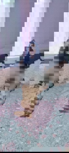 Julia15734 - +4915734151363, +491573-4151363, 01573-4151363