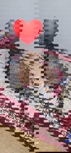 Rafaela15 - +4915124302500, +491512-4302500, 01512-4302500