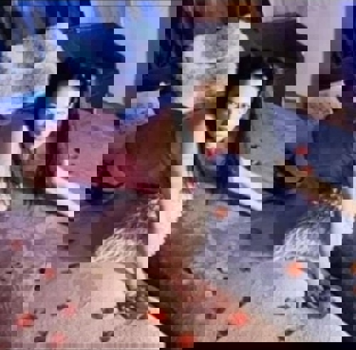 Timi3 - +4936303312018, +4936303-312018, 036303-312018