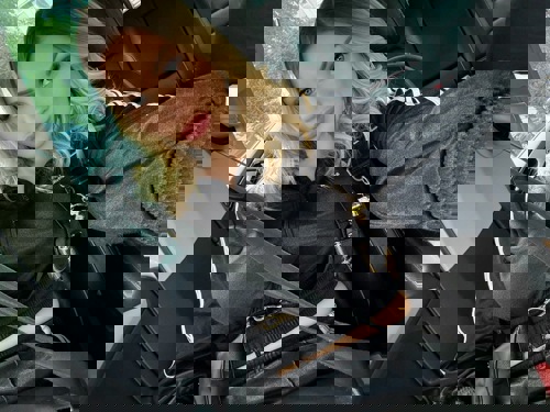 DeutscheViktoria1 - +4915213980020, +491521-3980020, 01521-3980020