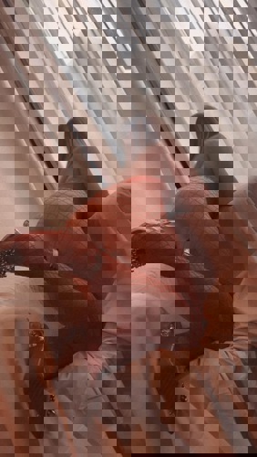 Juya11 - +4917613664022, +49176-13664022, 0176-13664022