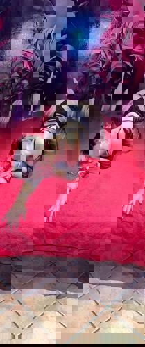 Ruby115251 - +4915251490801, +491525-1490801, 01525-1490801