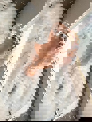 Ariana152145 - +4915214524522, +491521-4524522, 01521-4524522