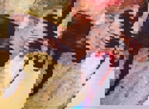 ThaiPAMTopMassagemitmitBlsen - +491714787048, +49171-4787048, 0171-4787048