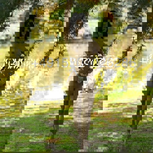 MichelleHOTGanzNeu - +4915204026286, +491520-4026286, 01520-4026286