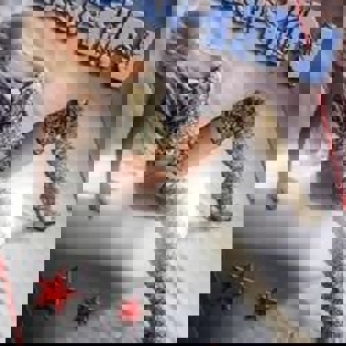 KarinpolnischeHobbyh