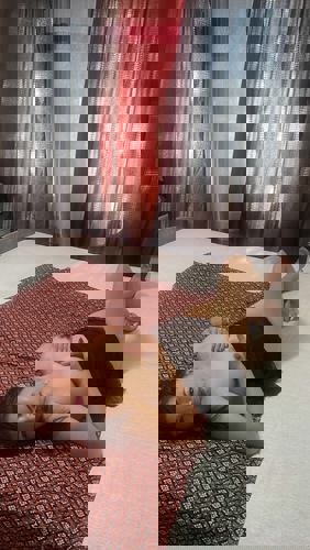 MoTopMassageampMitHappyEnd - +4915211472571, +491521-1472571, 01521-1472571