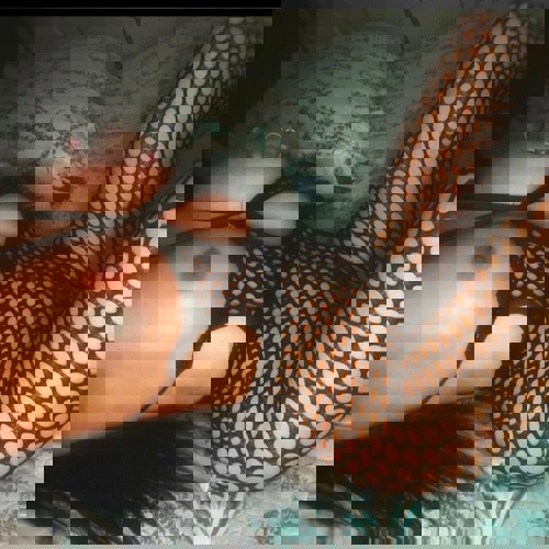 Amyranew - +4915771698298, +491577-1698298, 01577-1698298
