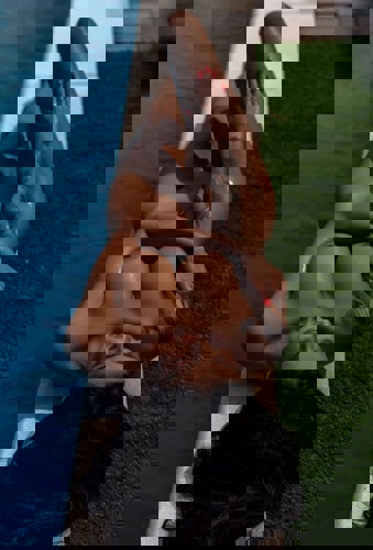 CleopatraNeuAktuelleBilder - +4915218974680, +491521-8974680, 01521-8974680