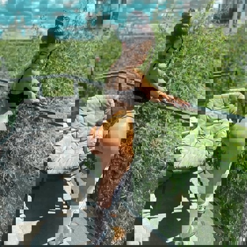 Iris116 - +491630828340, +49163-0828340, 0163-0828340