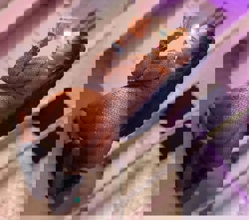 VioletaNeuNurdieseWochevorOrt - +491627090887, +49162-7090887, 0162-7090887