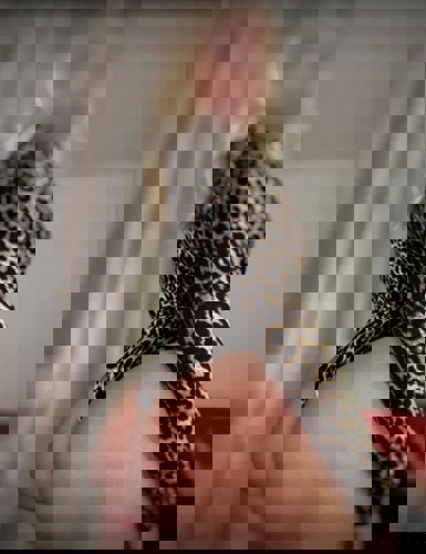 Andreea16395 - +491639525642, +49163-9525642, 0163-9525642