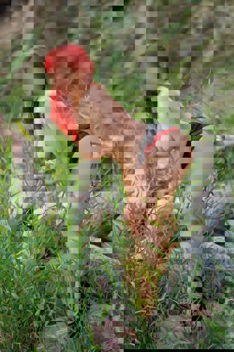 Sylwia17 - +491785070329, +49178-5070329, 0178-5070329