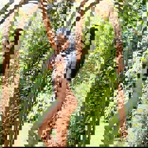 CARMENDieperfekteGeliebtefrGenus