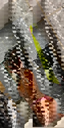 CarolaPARTYGRL18 - +4915124768882, +491512-4768882, 01512-4768882