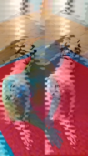 SamanthaAVKnigin - +4915212475832, +491521-2475832, 01521-2475832