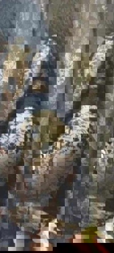 VanessaAVKnigin152 - +4915214964246, +491521-4964246, 01521-4964246