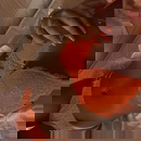 ภาพโปรไฟล์