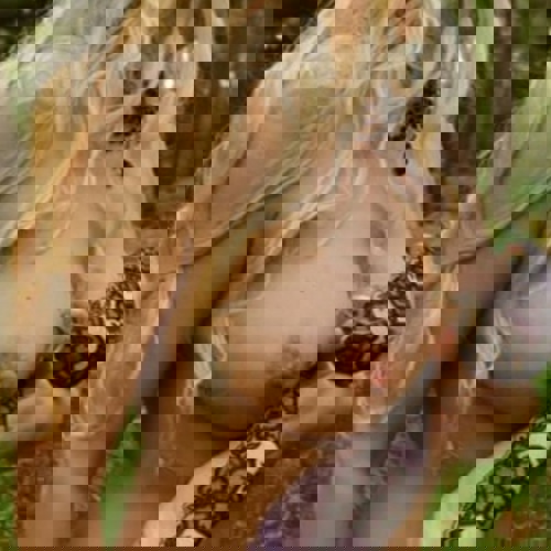 ELLASexohneZKistkeinSex