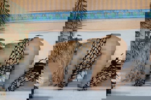 Zlati - +4917623227209, +49176-23227209, 0176-23227209