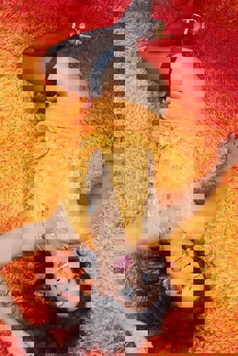 ThaiSari1 - +491729183121, +49172-9183121, 0172-9183121